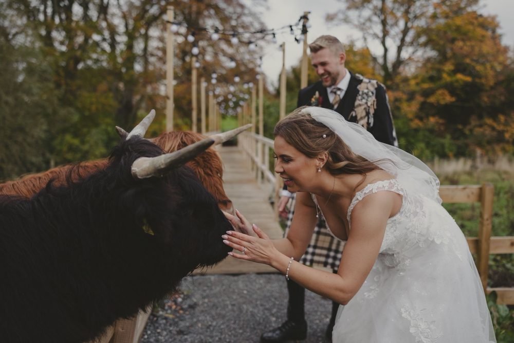 Highland Cow Wedding